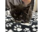 Adopt Aster a Domestic Medium Hair