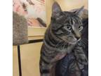 Adopt Neo a Domestic Short Hair
