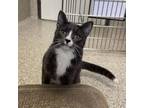 Adopt Zazu a Domestic Short Hair