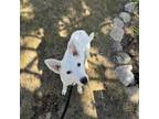 Adopt Ripple a Australian Shepherd