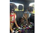 Adopt Chance *Bonded to Chase* a Boxer