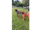 Adopt Chase * Bonded to Chance* a Boxer