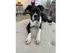 Adopt Leo a Boxer