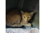 Adopt Leon a Domestic Short Hair