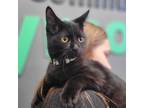 Adopt Bobby a Domestic Short Hair