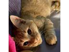 Adopt Hunter a Domestic Short Hair