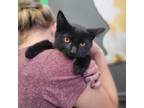 Adopt Aaron a Domestic Short Hair