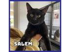 Adopt Salem a Domestic Short Hair