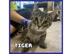 Adopt Tiger a Domestic Short Hair
