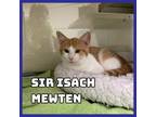 Adopt Sir Isach Mewton a Domestic Short Hair