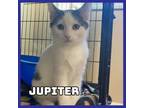 Adopt Jupiter a Domestic Medium Hair