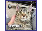 Adopt Neptune a Domestic Short Hair