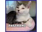 Adopt Pastrami a Domestic Short Hair