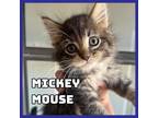 Adopt Mickey Mouse a Domestic Medium Hair