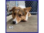 Adopt Bo a Cardigan Welsh Corgi