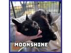 Adopt Moonshine a Domestic Short Hair