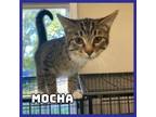 Adopt Mocha a Domestic Short Hair