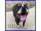 Adopt Ralph a American Staffordshire Terrier