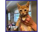 Adopt Ford a Domestic Short Hair