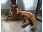 Adopt Bagel a Domestic Short Hair
