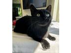 Adopt Embyr a Domestic Short Hair