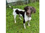 Adopt Bane a German Shorthaired Pointer, Mixed Breed