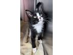 Adopt Oreo a Domestic Short Hair