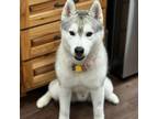Adopt Wally a Siberian Husky