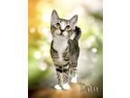 Adopt Datu 123922 a Domestic Short Hair