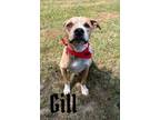 Adopt Gill 118932 a Pit Bull Terrier, Mixed Breed
