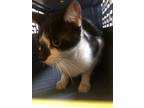 Adopt Jack 124705 a Domestic Short Hair