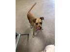 Adopt Scooby 31126 a Terrier, Australian Cattle Dog / Blue Heeler