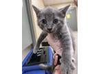 Adopt Abe 123644 a Domestic Short Hair