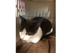 Adopt Marvin 123926 a Domestic Short Hair
