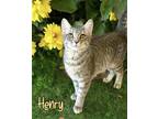 Adopt Henry 123644 a Domestic Short Hair