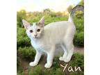 Adopt Yan 30737 a Domestic Short Hair