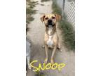 Adopt Snoop 31142 a Labrador Retriever, Mixed Breed