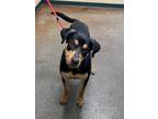 Adopt Fierri a Hound, Rottweiler