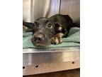 Adopt Eucalyptus a Pit Bull Terrier, Mixed Breed