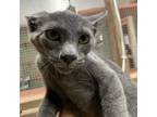 Adopt Root Beer a Domestic Short Hair