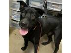 Adopt Black Jack a Shepherd