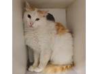 Adopt Ziggy Stardust a Domestic Medium Hair