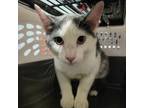 Adopt Binky a Domestic Short Hair