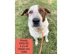 Adopt Rowdy (Barnabas) a Australian Cattle Dog / Blue Heeler, Hound