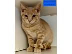 Adopt Tremors a Domestic Short Hair