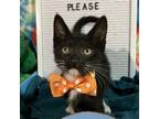 Adopt Socks 071001N a Domestic Short Hair