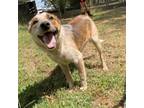 Adopt Red Robin a Cattle Dog