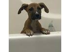 Adopt Wolverine a Feist