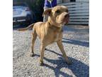 Adopt Angel a Labrador Retriever