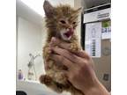 Adopt Ozzy a Domestic Short Hair